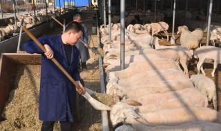 给还没羊的人留一句经验