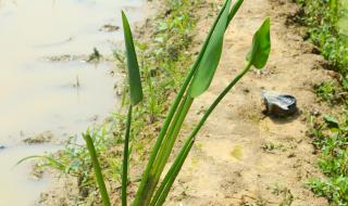 哪种植物能在盐碱地上存活
