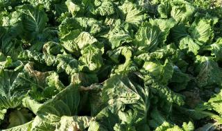 当东北食堂开始腌酸菜 当东北食堂开始腌酸菜